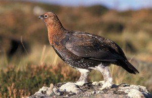 Grouse-Highland-Safaris